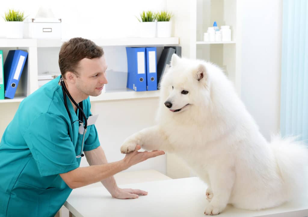 Veterinarians marketing